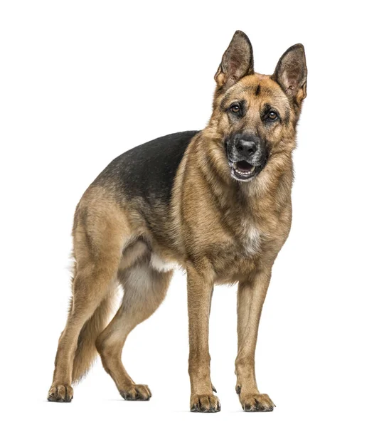 German Shepherd standing, isolated on white — 스톡 사진