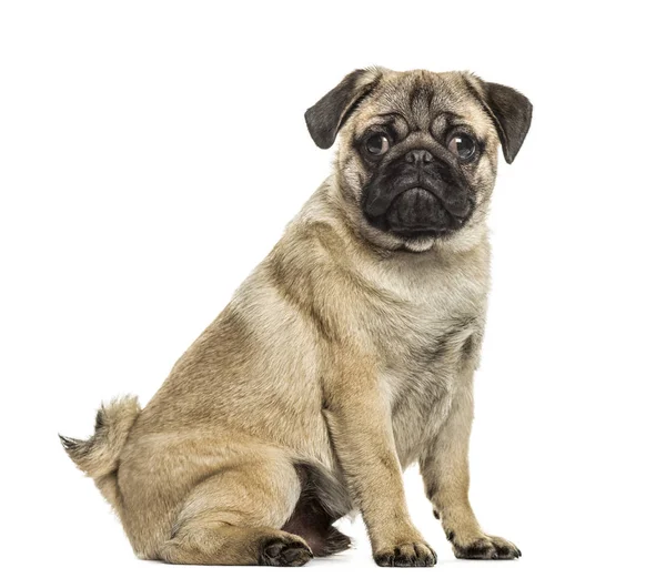 Side view of a pug sitting, isolated on white — Stock Photo, Image