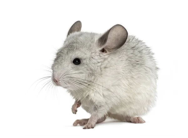 Weiße Chinchilla hebt eine Pfote, isoliert auf weiß — Stockfoto