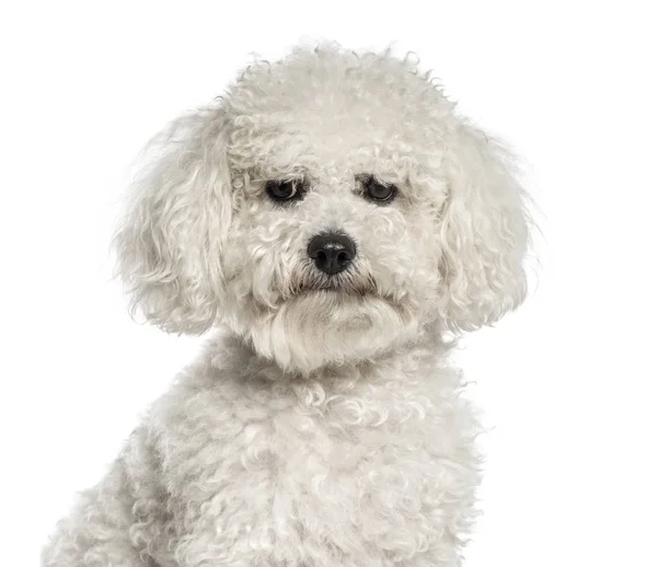 Close-up of a white bichon, isolated on white — Stock Photo, Image