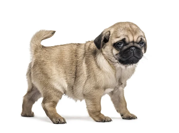 Pug köpek yavrusu ayakta, üzerinde beyaz izole - Stok İmaj