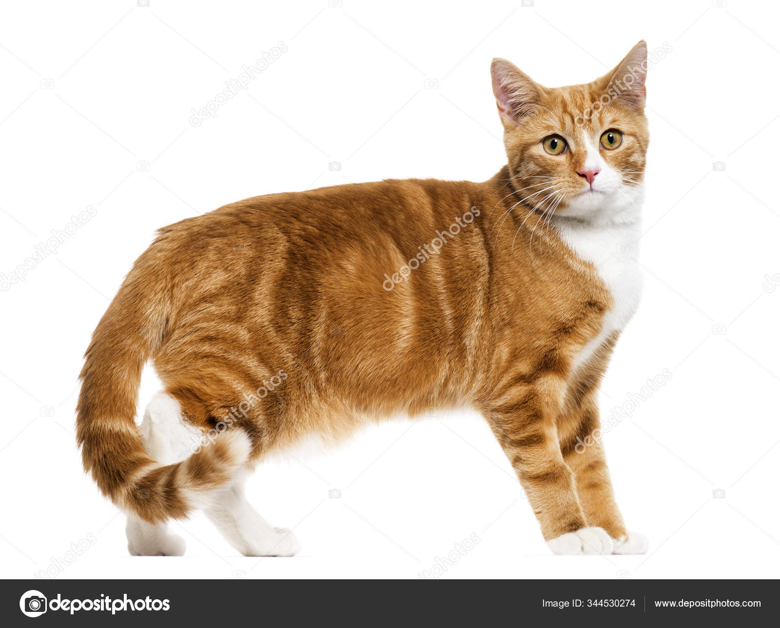 Sett fra siden av en rødbrun katt stående, isolert på hvit – stockfoto ©  lifeonwhite #344530274, image size:1600x1289
