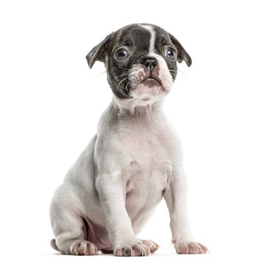 Oturmuş, üzerinde beyaz izole boston terrier köpek yavrusu