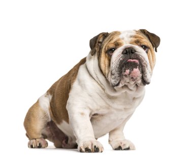 English Bulldog, dog sticking the tongue out, isolated on white