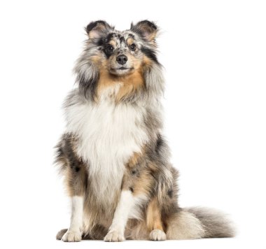 Gururlu Shetland Çoban Köpeği, köpek, beyaz üzerine izole edilmiş (2 yaşında))