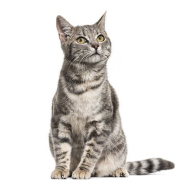 Gri oturmuş, üzerinde beyaz izole karışık-breed kedi elimden