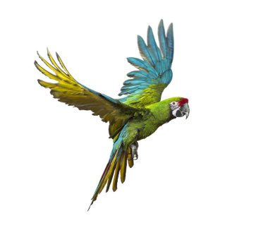 Military macaw, Ara militaris, flying, isolated on white clipart