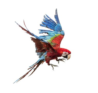 Yeşil kanatlı Macaw, Ara kloropterus, beyazın önünde uçuyor.
