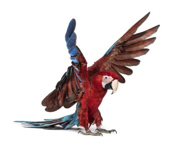 Yeşil kanatlı Macaw, Ara kloropterus, beyazın önüne iniyor.