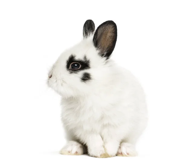 Wit konijn zit, geïsoleerd op wit — Stockfoto