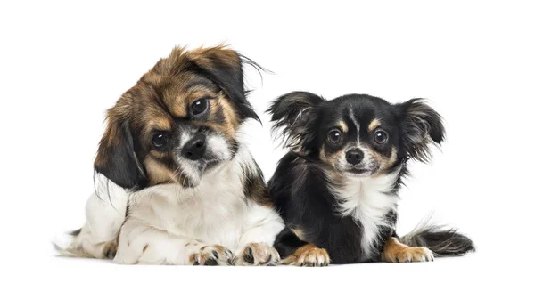 Crossbreed and chihuahua side by side, isolated on white — Stock Photo, Image