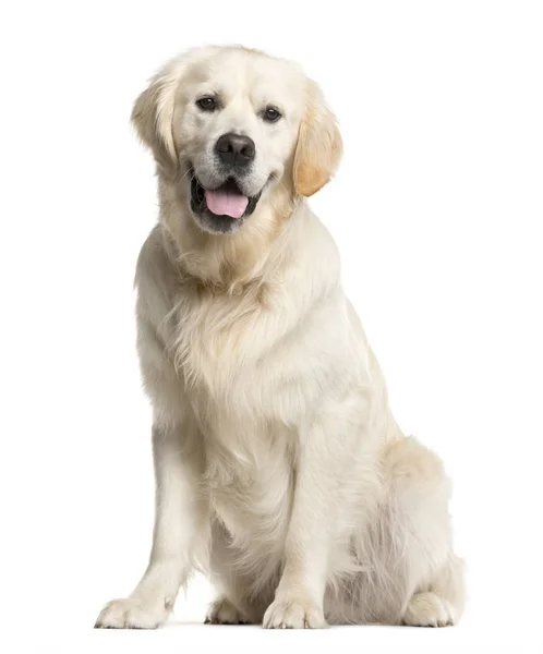 Golden retriever, cão, (16 meses), sentado e ofegante, iso — Fotografia de Stock