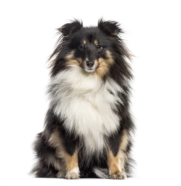 Shetland Sheepdog sittande (1,5 år gammal) — Stockfoto