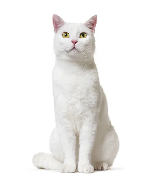 White mixed-breed cat (2 years old), isolated on white — Stock Photo, Image