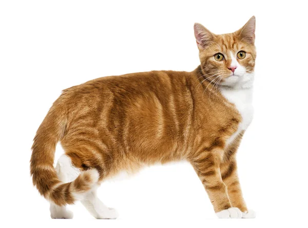 Side view of a Ginger mixed-breed cat standing, isolated on whit — Stock Photo, Image