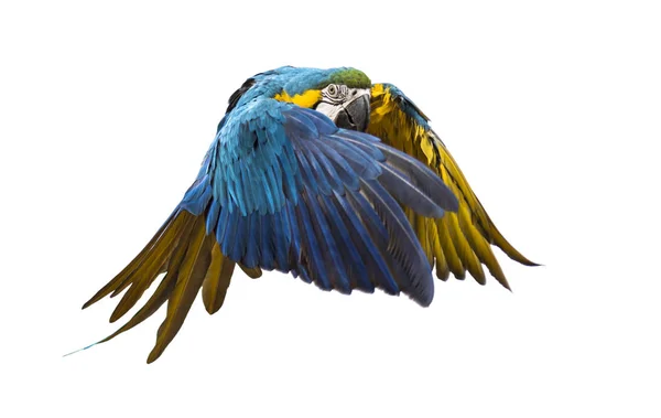 Vista lateral de uma arara azul e amarela, Ara ararauna, voando — Fotografia de Stock