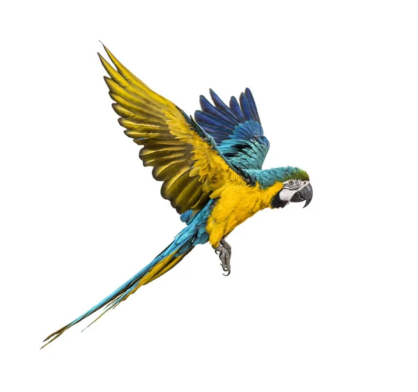 Side view of a blue-and-yellow macaw, Ara ararauna, flying — Stock Photo, Image