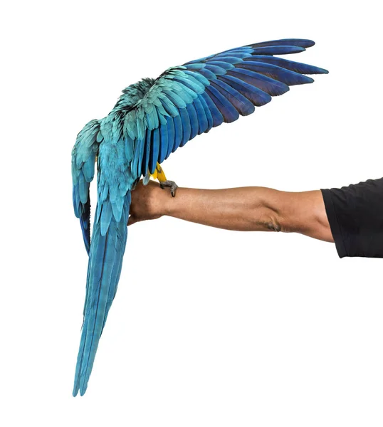 Rear view of a blue-and-yellow macaw, Ara ararauna, flying — Stock Photo, Image