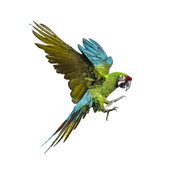 Vojenský macaw, Ara militaris, létající, izolovaný na bílém — Stock fotografie