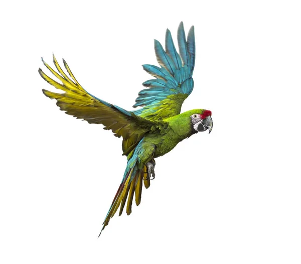 Military macaw, Ara militaris, flying, isolated on white — Stock Photo, Image