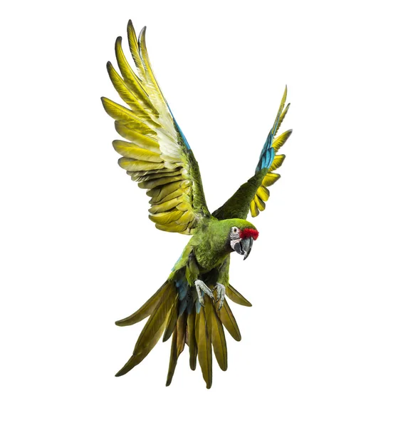 Guacamayo militar, Ara militaris, volando, aislado en blanco — Foto de Stock