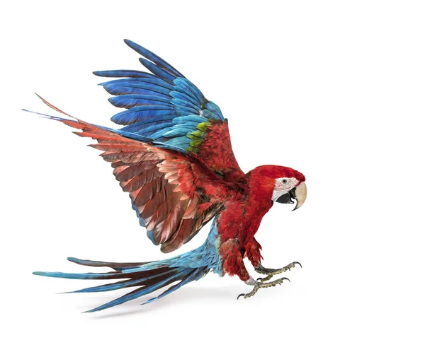 Zielonoskrzydły Macaw, Ara chloropterus, ląduje przed białym — Zdjęcie stockowe