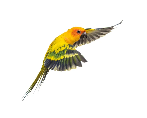 Sun parakeet, bird, aratinga solstitialis, 날아, 고립 — 스톡 사진