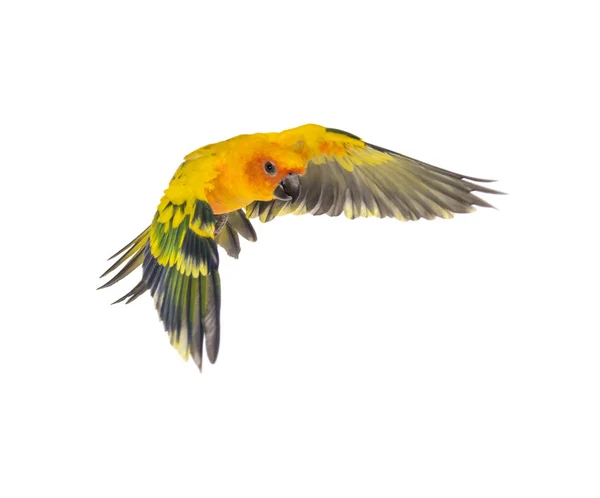 Παπαγαλάκι του ήλιου, πουλί, Aratinga solstitialis, που φέρουν, απομονωμένη — Φωτογραφία Αρχείου