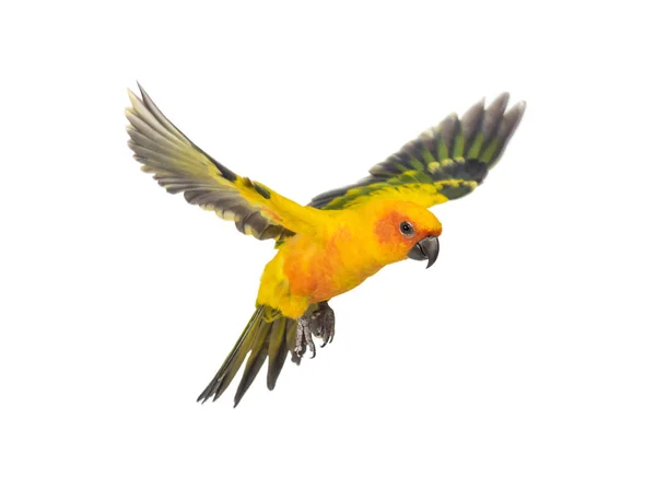 Periquito-do-sol, pássaro, Aratinga solstitialis, voando, isolado — Fotografia de Stock