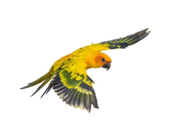 Perico sol, pájaro, Aratinga solstitialis, volando, aislado — Foto de Stock