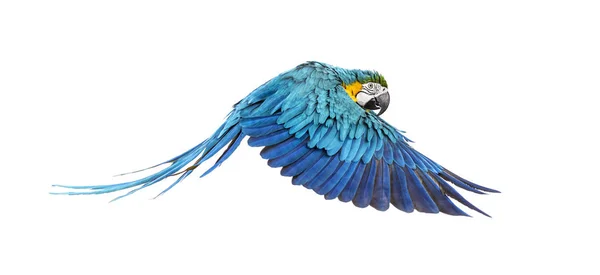 Side view of a blue-and-yellow macaw, Ara ararauna, flying — Stock Photo, Image