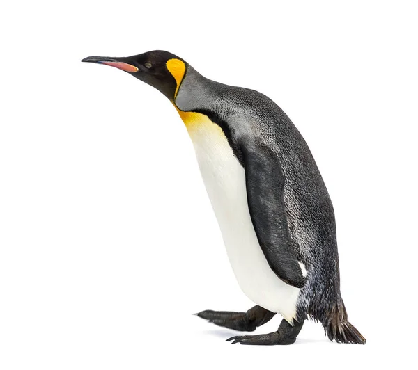 国王企鹅行走的侧视图，被白色隔离 — 图库照片