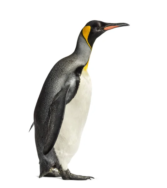 राजा पेंगुइन एक सफेद पृष्ठभूमि के सामने खड़े — स्टॉक फ़ोटो, इमेज