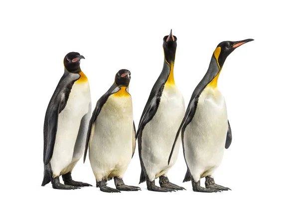 Король пингвинов, идущих в ряд, изолированных — стоковое фото