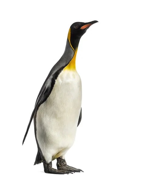 King penguin standing in front of a white background — Stock Photo, Image