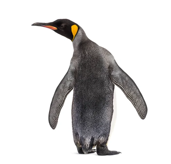 Visão traseira de um pinguim-rei isolado em branco — Fotografia de Stock