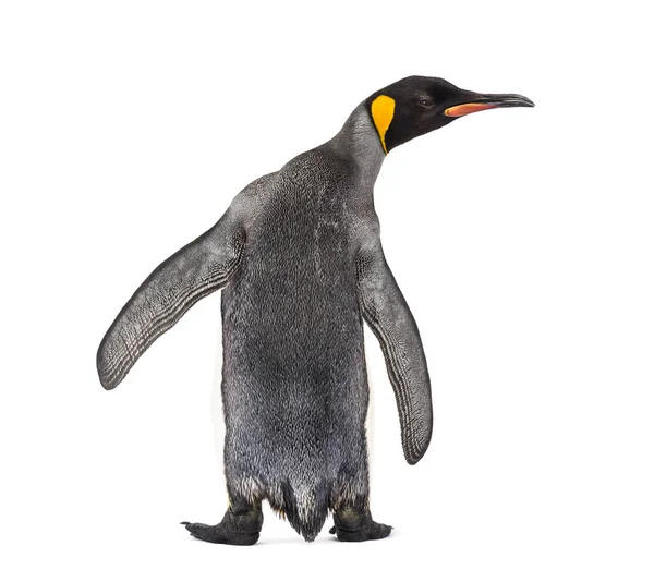 Вид ззаду на короля пінгвіна ізольовано на білому — стокове фото