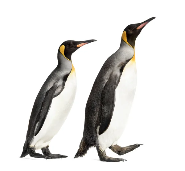 Vista laterale di un pinguino re che cammina, isolato su bianco — Foto Stock