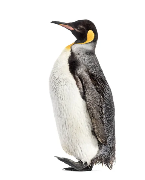 Seitenansicht eines Königspinguins beim Gehen, isoliert auf weißem Grund — Stockfoto