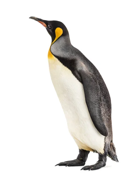 King penguin standing in front of a white background — Stock Photo, Image