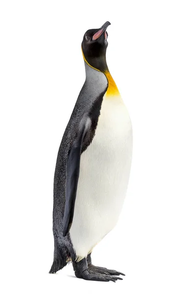 Pingüino rey de pie frente a un fondo blanco — Foto de Stock
