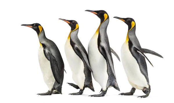 Group of King penguins walking in a row, isolated — Stock Photo, Image