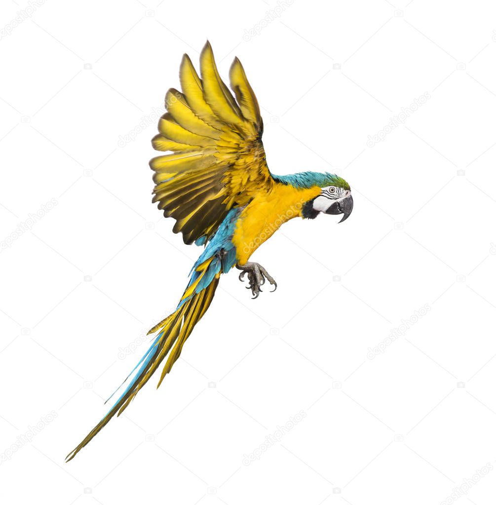 Side view of a blue-and-yellow macaw, Ara ararauna, flying