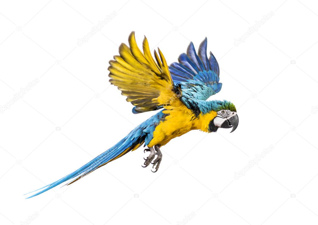 Side view of a blue-and-yellow macaw, Ara ararauna, flying