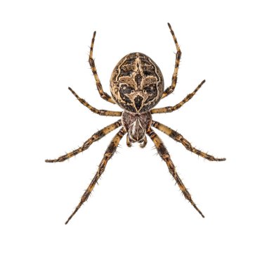 Ağ üzerinde Diadem örümceği, Araneus diadematus, izole