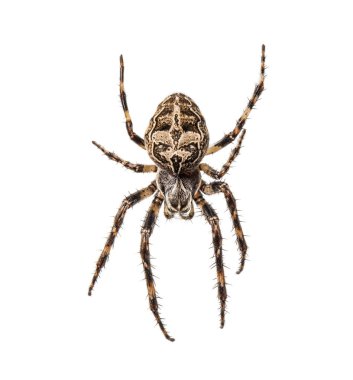Ağ üzerinde Diadem örümceği, Araneus diadematus, izole