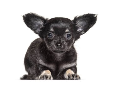 Yavru köpek Chihuahua, 2 aylık, bembeyaz bir yerde yatıyor.