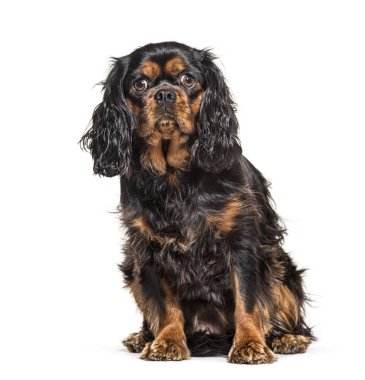 Kahverengi Şövalye Kral Charles Spaniel, beyaz üzerine izole edilmiş.