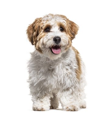 Nefesi kesilen Havan köpeği, 5 aylık, beyaz tenli.