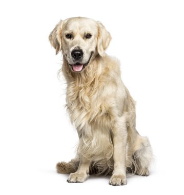 Soluk soluğa Golden Retriever, beyaz üzerine izole